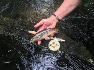 A lovely wild brownie typical of a DAA fish