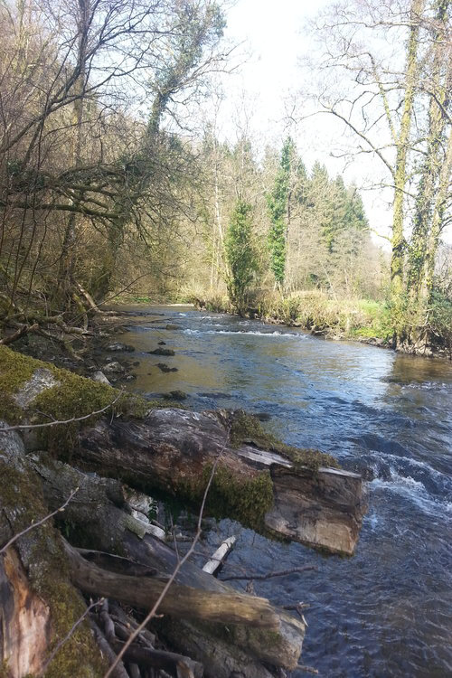 a view upstream towards the weir just out of site of this location